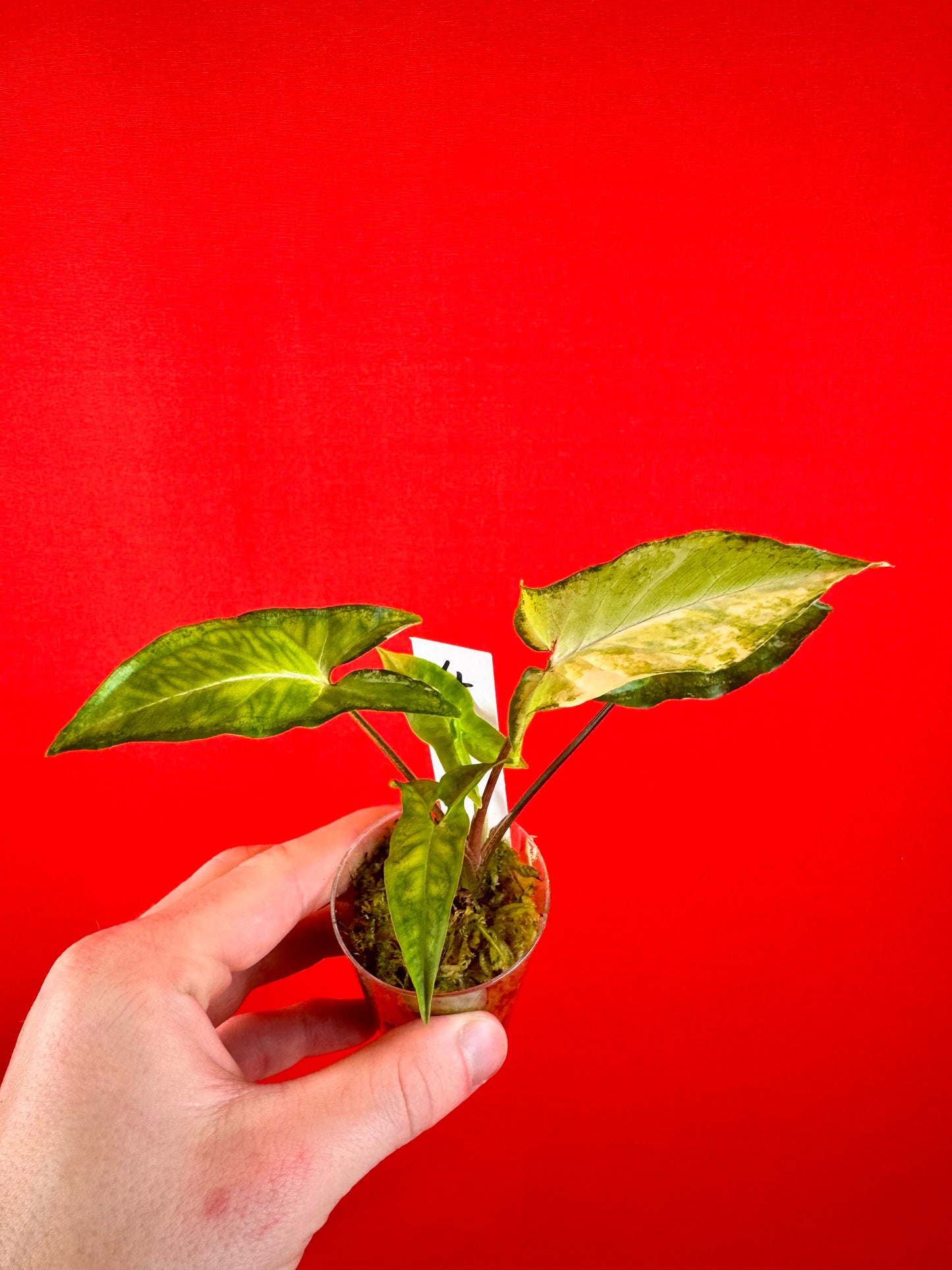 Syngonium Angustatum Variegata (s)