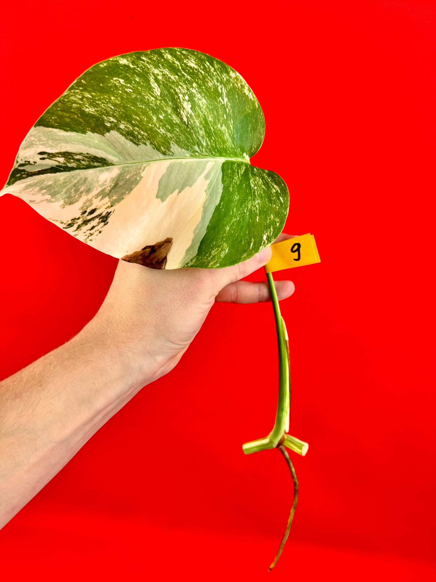 Monstera Deliciosa Variegata (cutting)