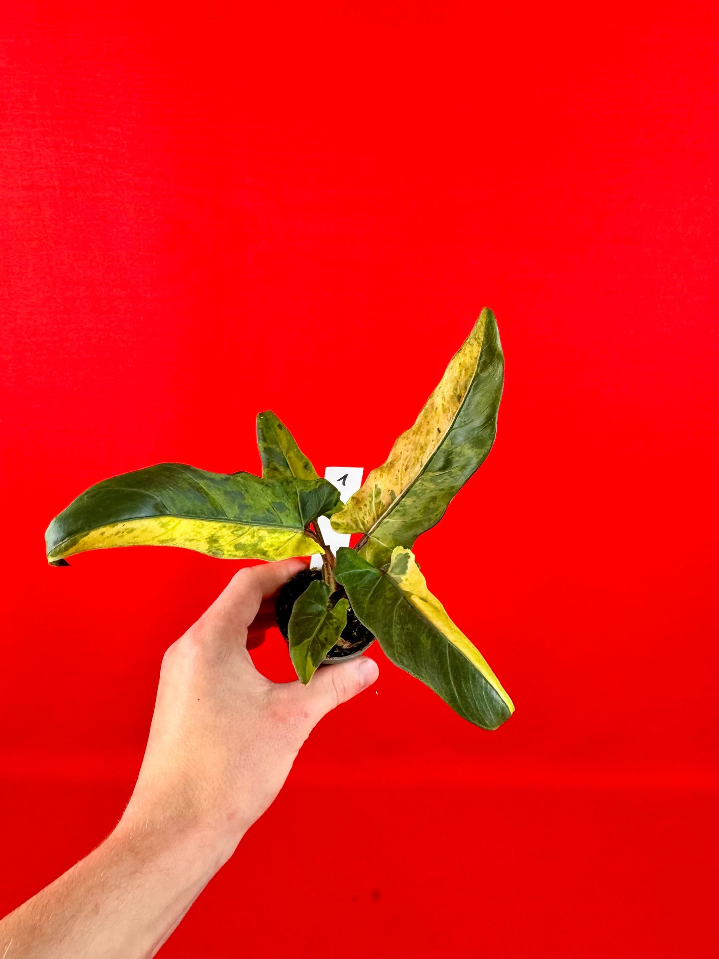 Alocasia lauterbachiana 'Variegata' (s)