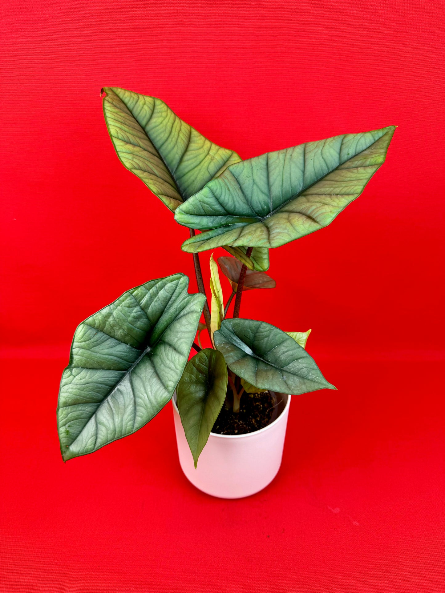 Alocasia Platinum - LUplnts