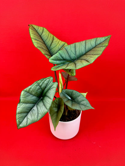 Alocasia Platinum - LUplnts