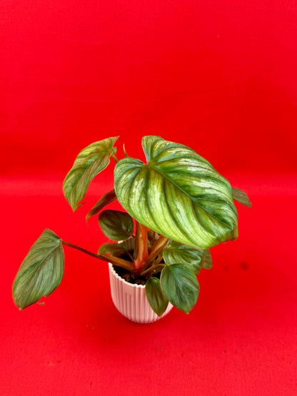 Philodendron Plowmanii (s) - LUplnts