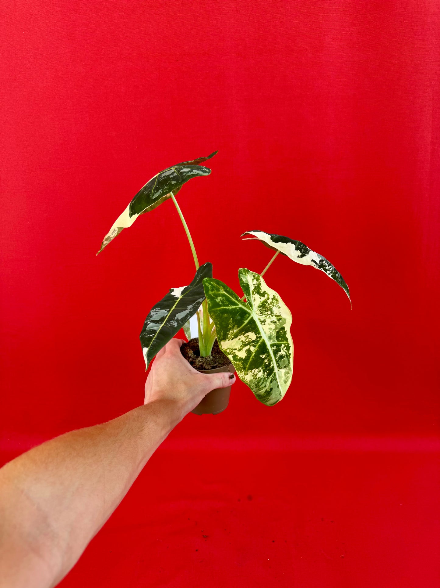 Alocasia micholitziana ‚Frydek Variegata‘