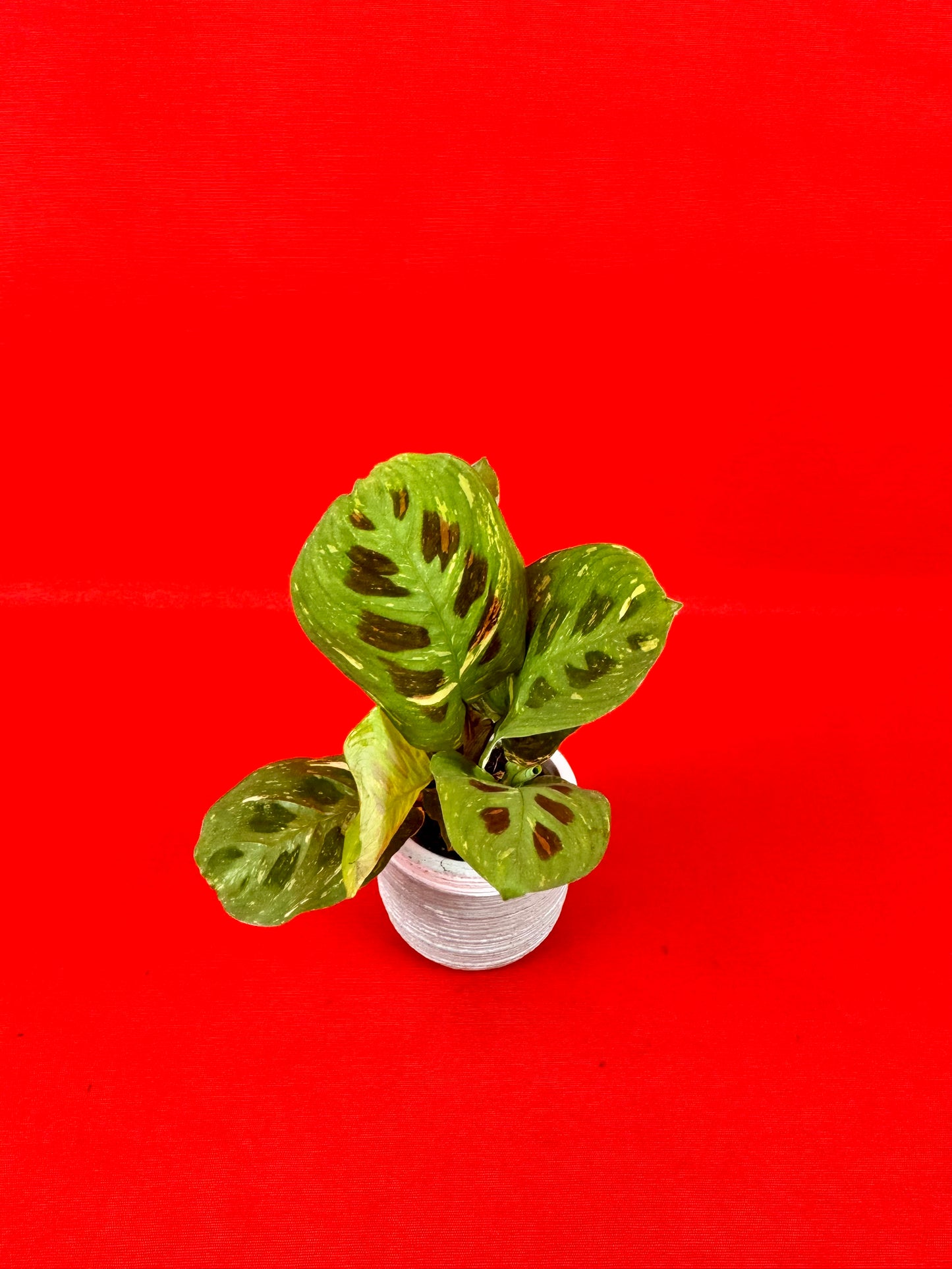 Maranta leuconeura 'Kerchoveana Variegata' (s)
