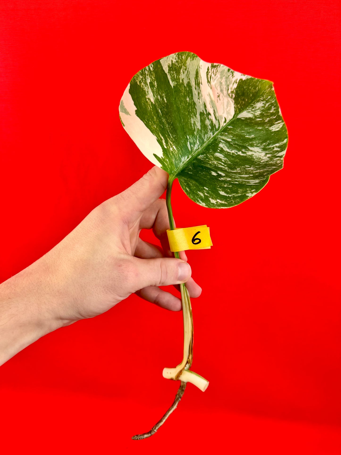 Monstera Deliciosa Variegata (cutting)