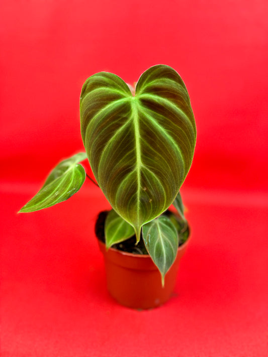 Philodendron El Choco Red - LUplnts