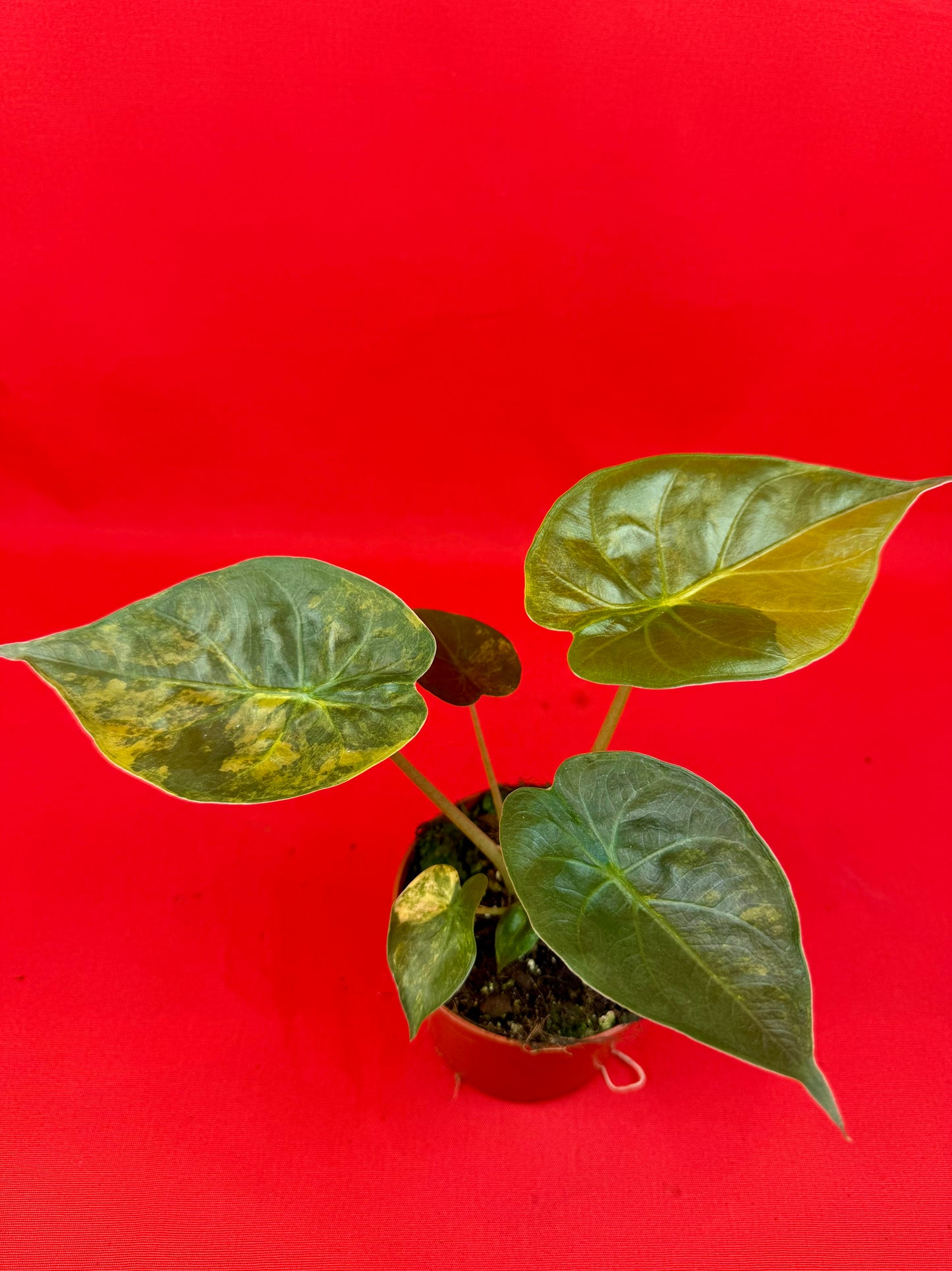 Alocasia wentii ‘Aurea‘