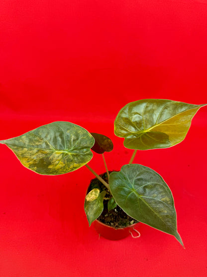 Alocasia wentii ‘Aurea‘