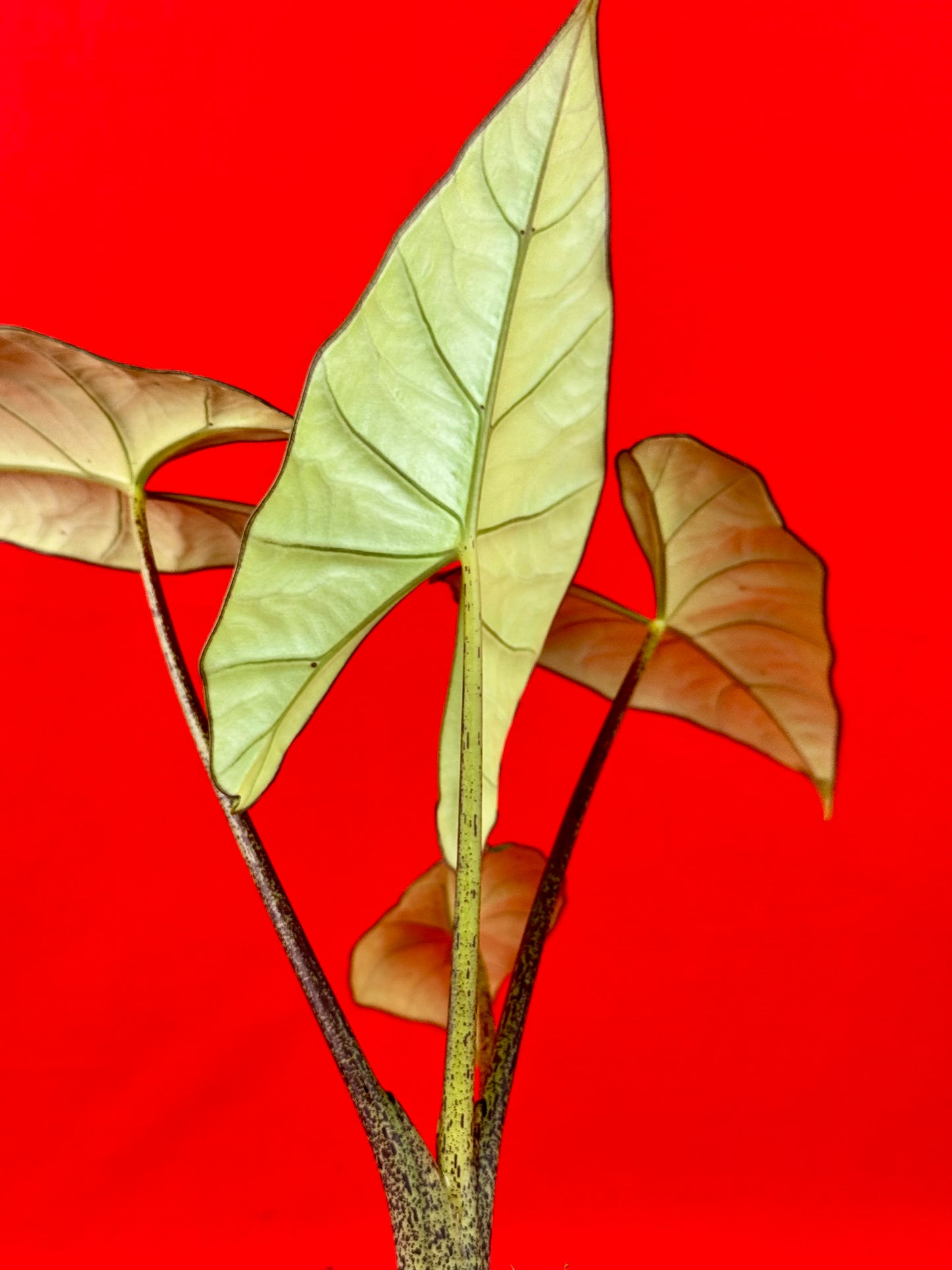 Alocasia Bisma Silver