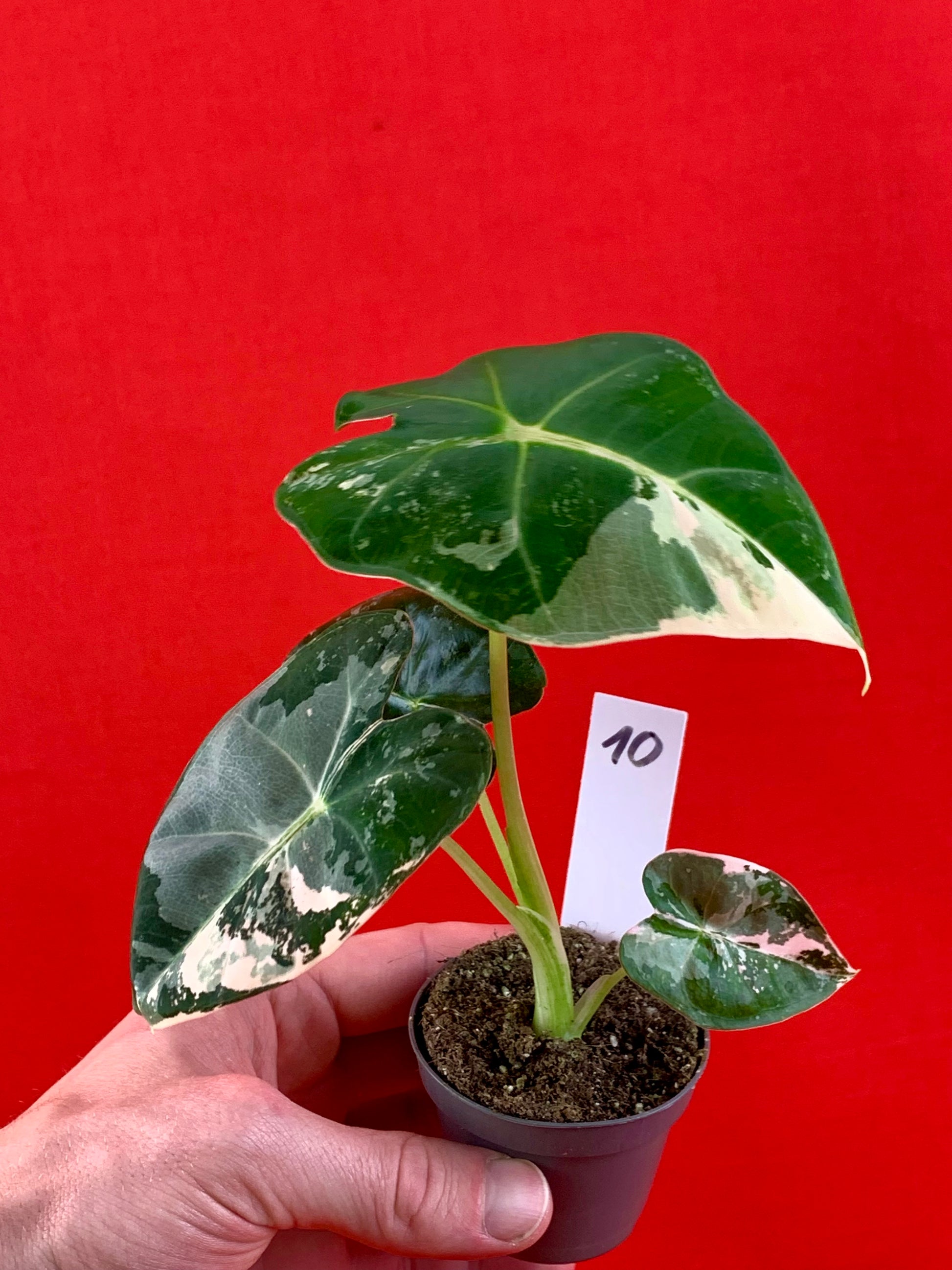Alocasia micholitziana 'Frydek Variegata' (s) - LUplnts