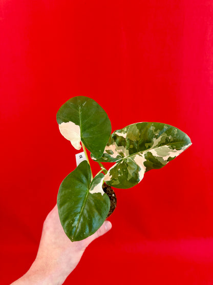 Alocasia Macrorrhiza Variegata - LUplnts