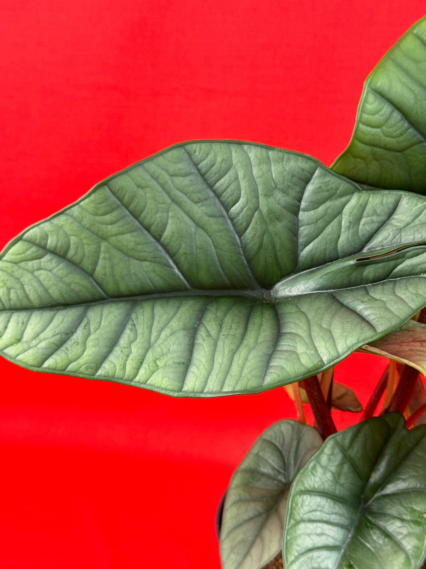 Alocasia Platinum