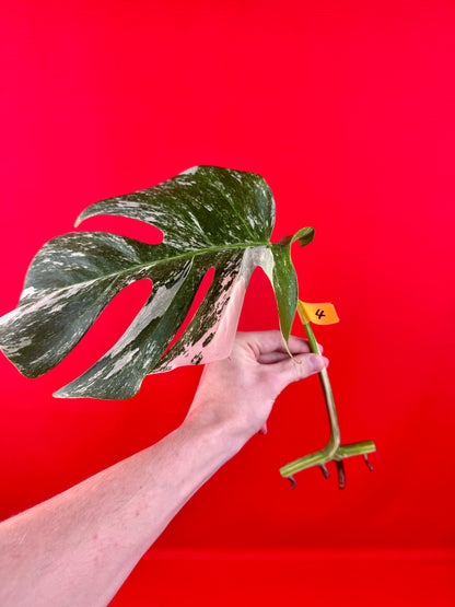 Monstera Deliciosa Variegata (cutting)