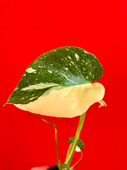 Monstera Thai Constellation (s) - LUplnts