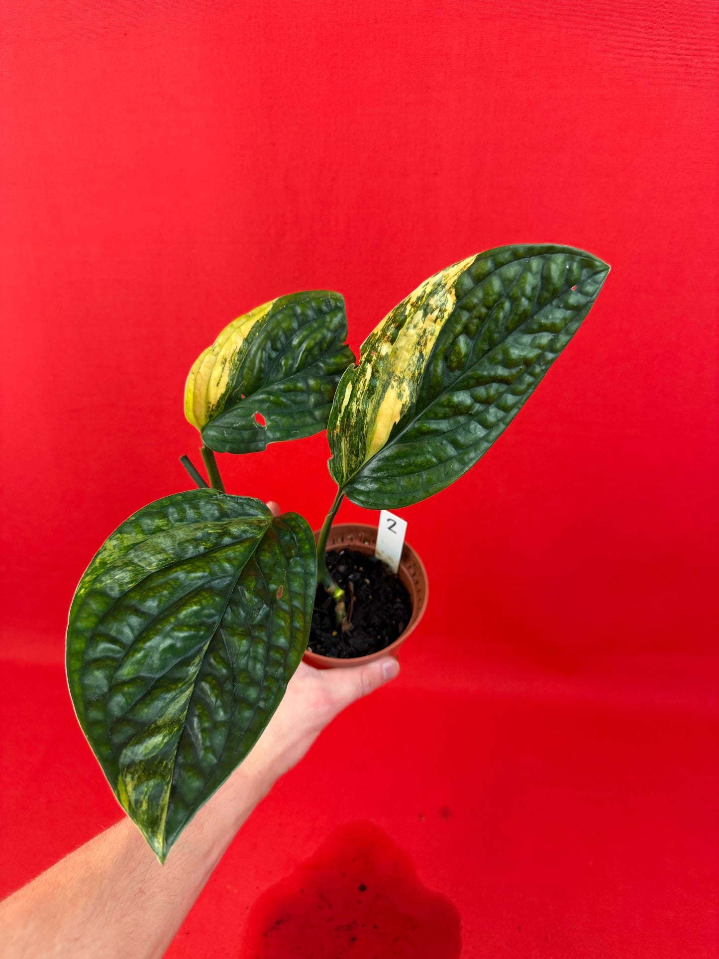 Monstera Peru Variegata - LUplnts