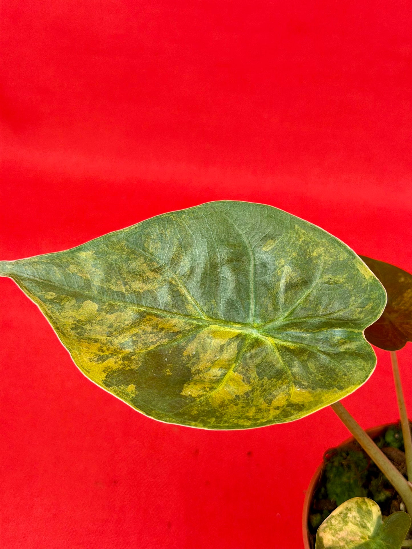 Alocasia wentii ‘Aurea‘