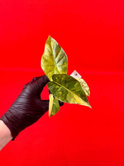 Alocasia macrorrhizos Aurea Variegata (s)