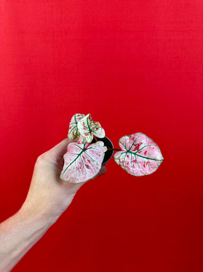 Caladium-Bündel (s)