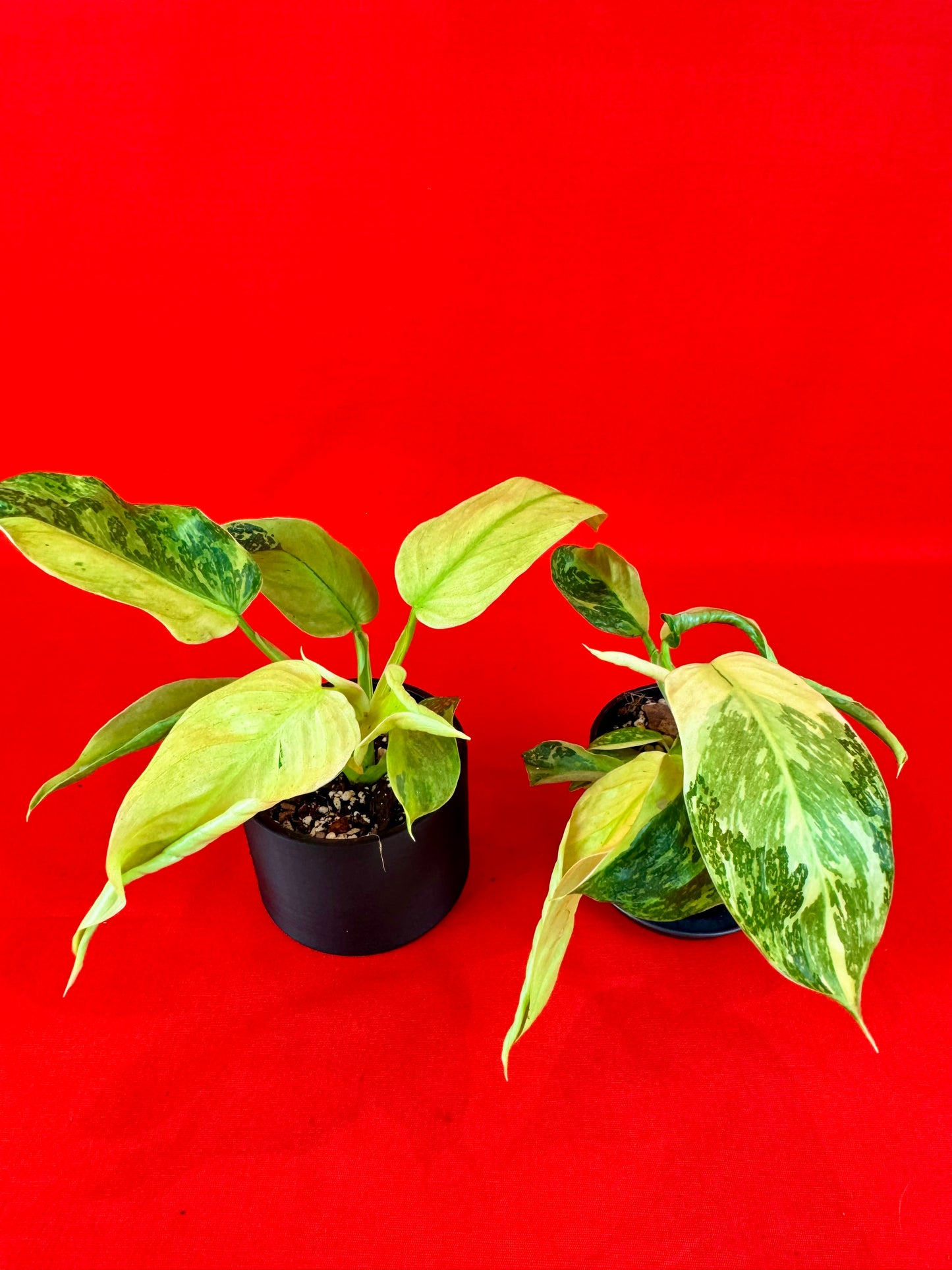 Philodendron 'Jose Buono'