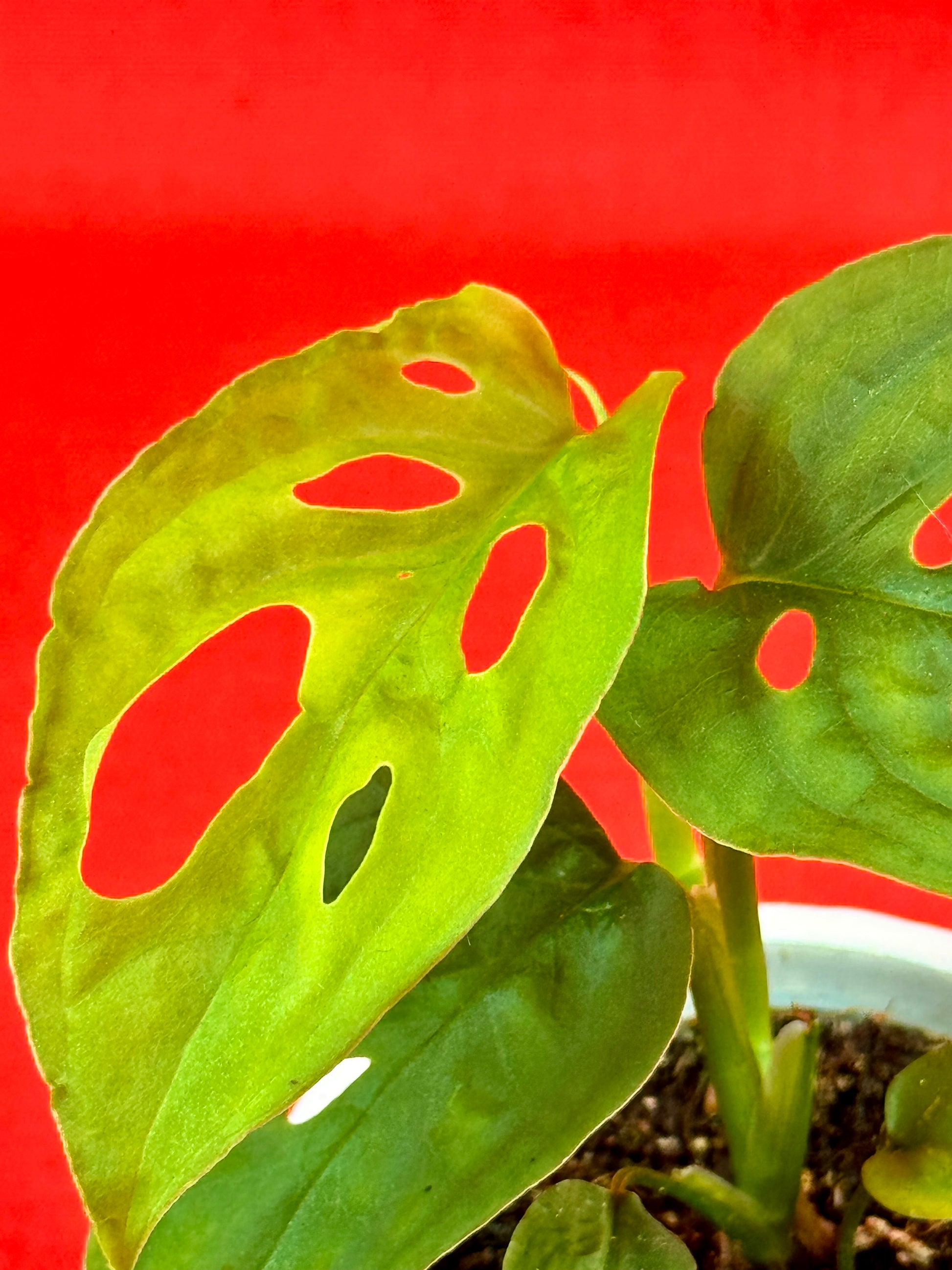 Monstera Adansonii subsp. laniata - LUplnts