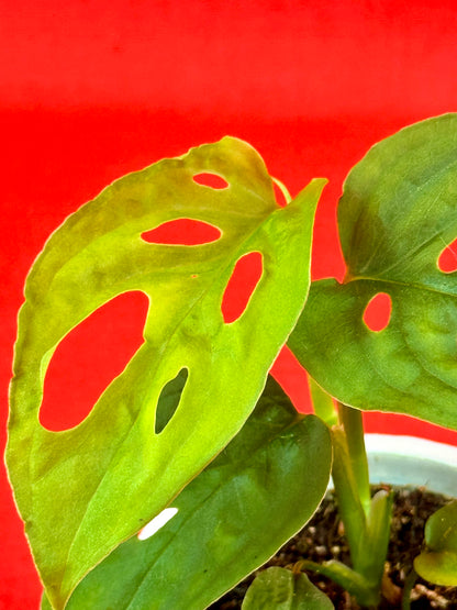 Monstera Adansonii subsp. laniata - LUplnts