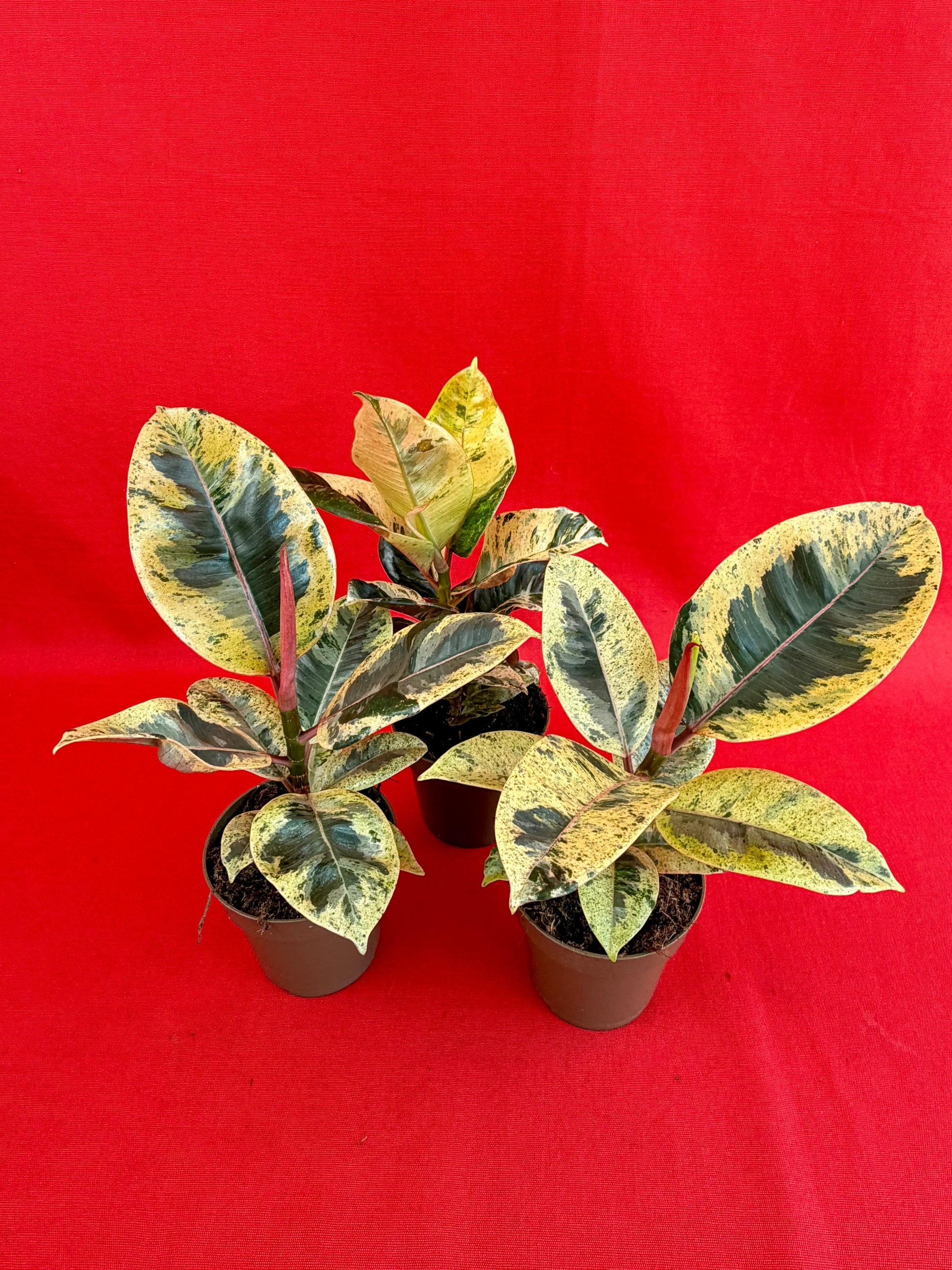 Ficus elastica Shivereana - LUplnts