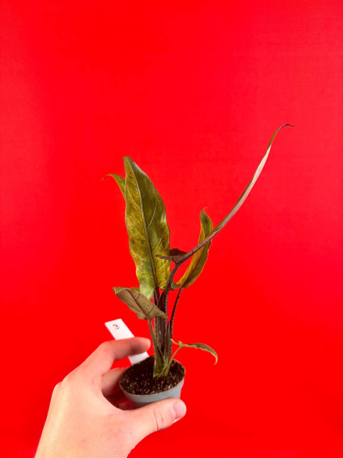 Alocasia lauterbachiana 'Variegata' (s)