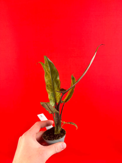 Alocasia lauterbachiana 'Variegata' (s)