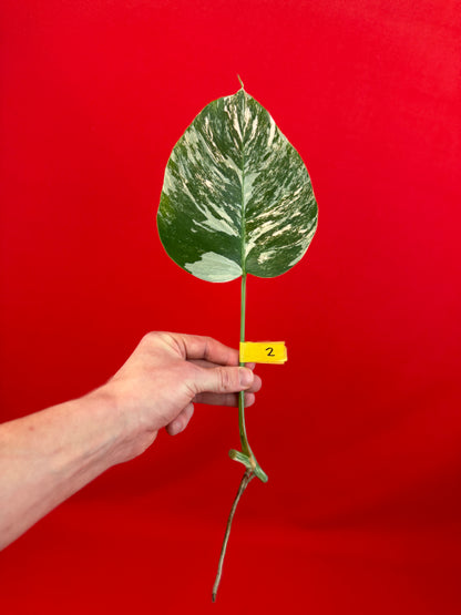 Monstera Deliciosa Variegata (cutting) - LUplnts