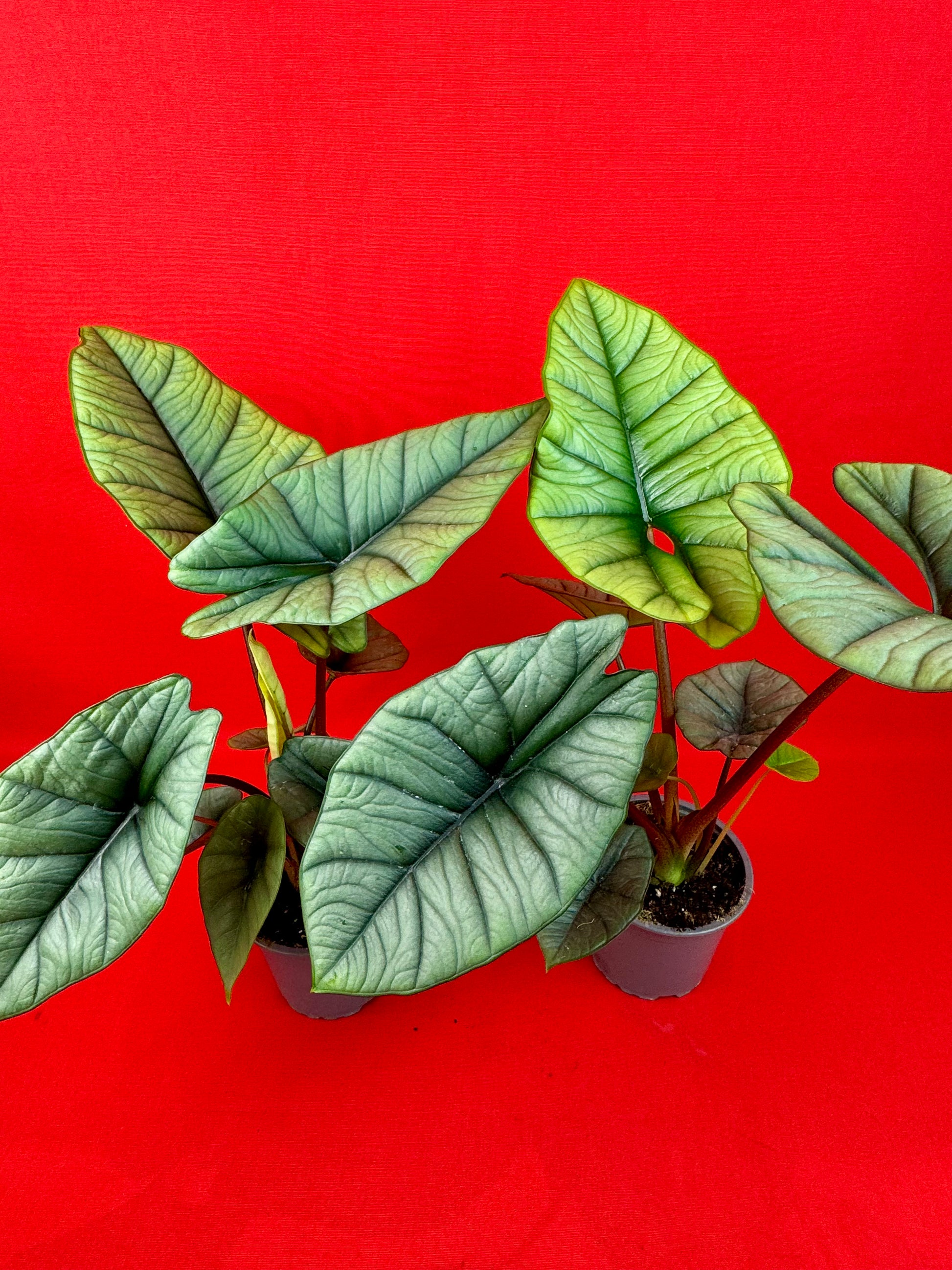 Alocasia Platinum - LUplnts