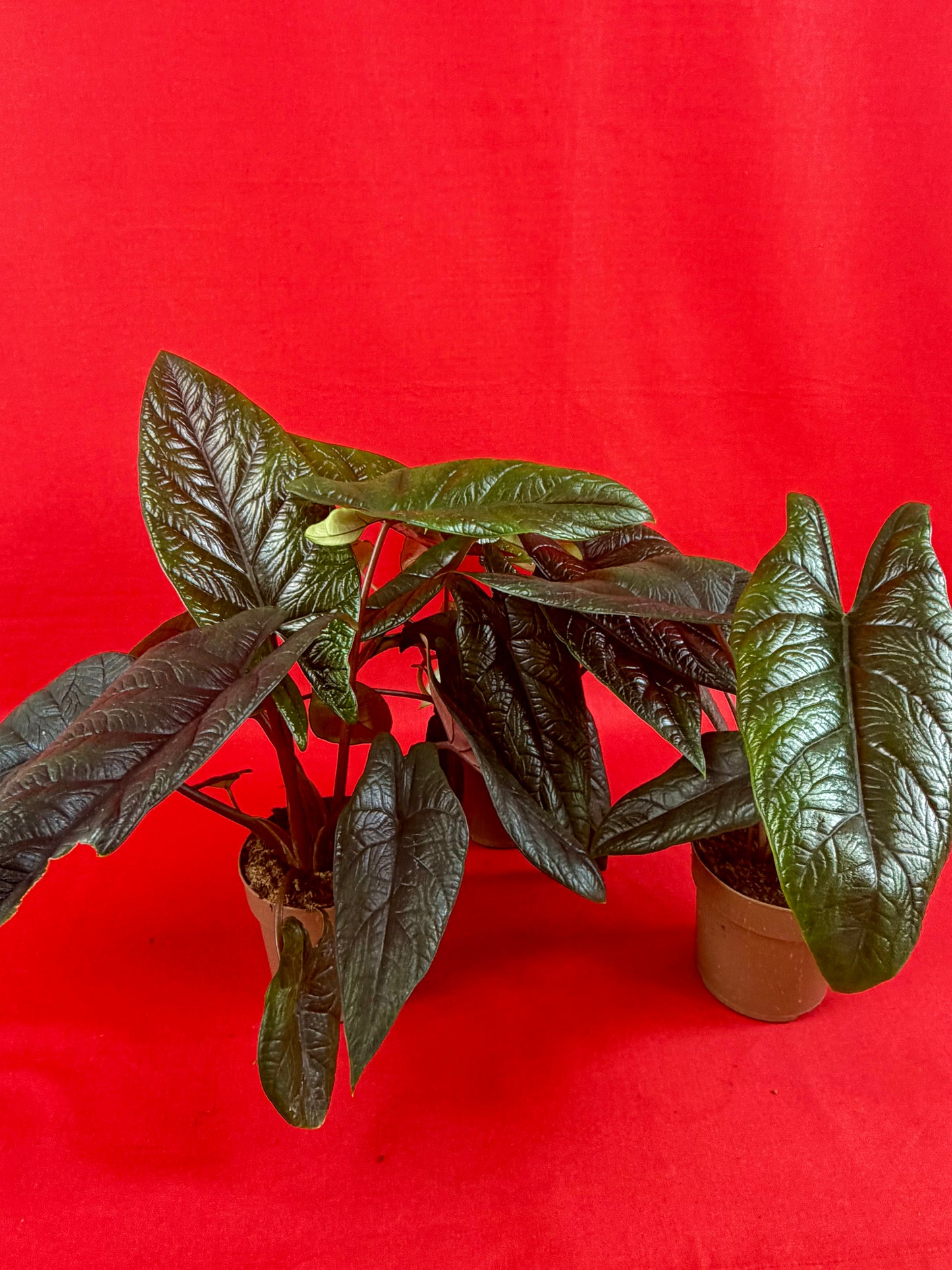 Alocasia Scalprum
