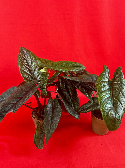 Alocasia Scalprum