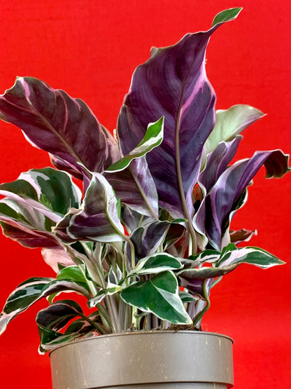 Calathea White Miracle - LUplnts