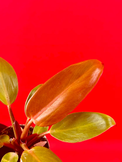 Philodendron Red Sun