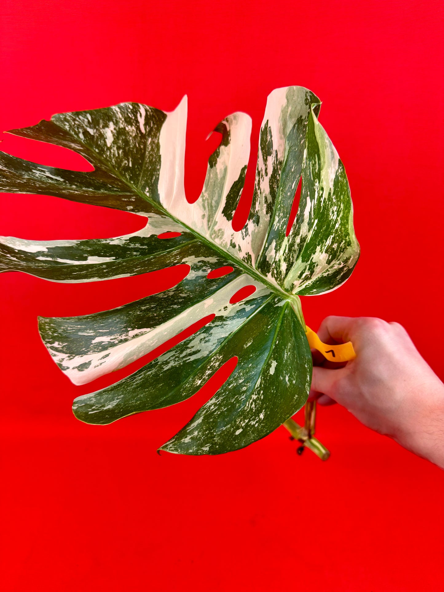 Monstera Deliciosa Variegata (cutting)