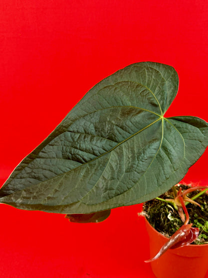 Anthurium Queen of Hearts
