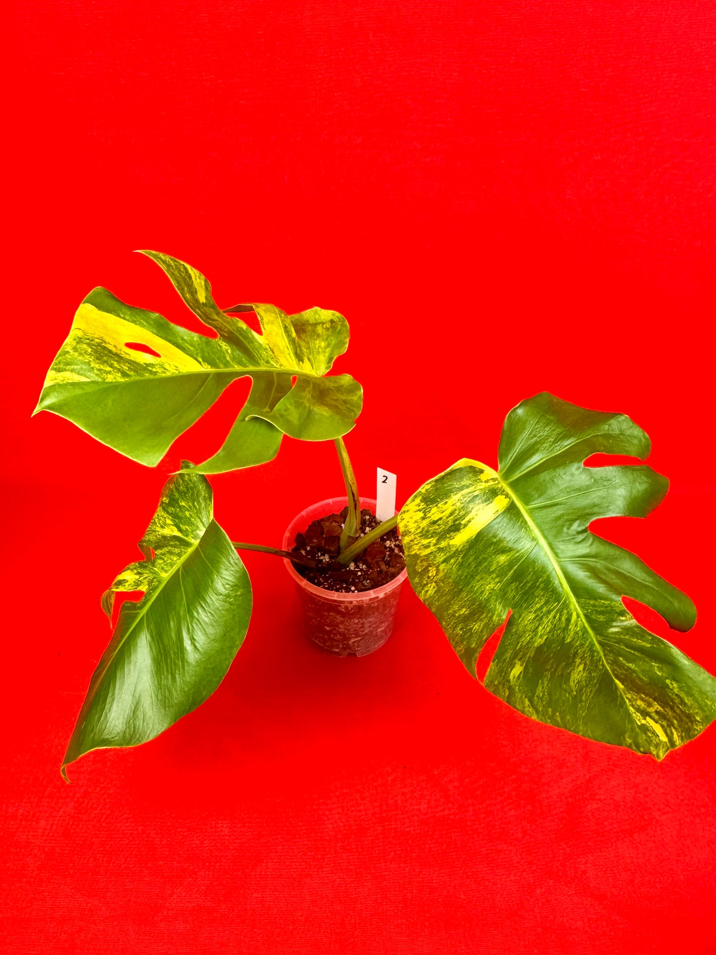 Monstera Deliciosa Aurea - LUplnts