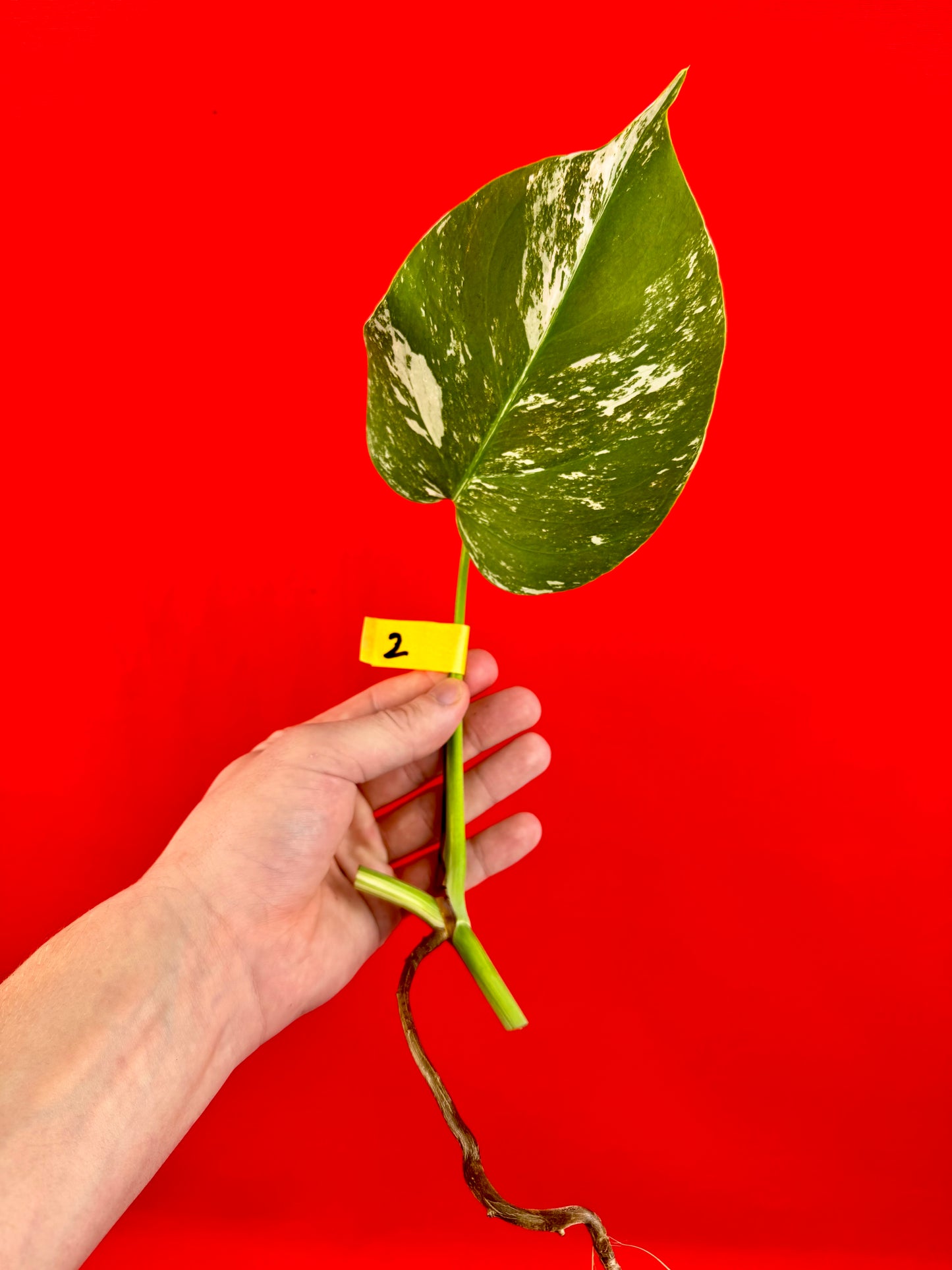 Monstera Deliciosa Variegata (cutting)