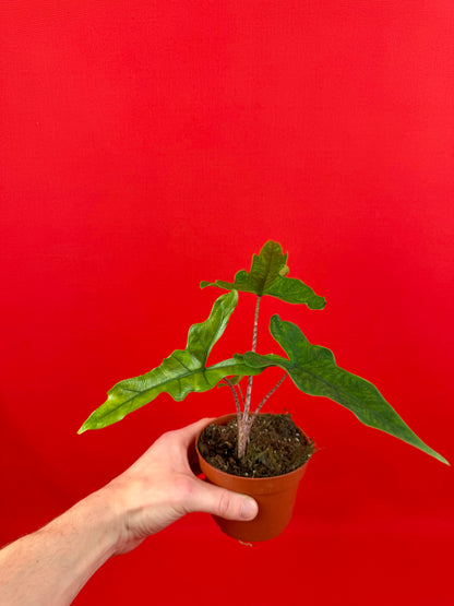 Alocasia ‘Sabrina‘