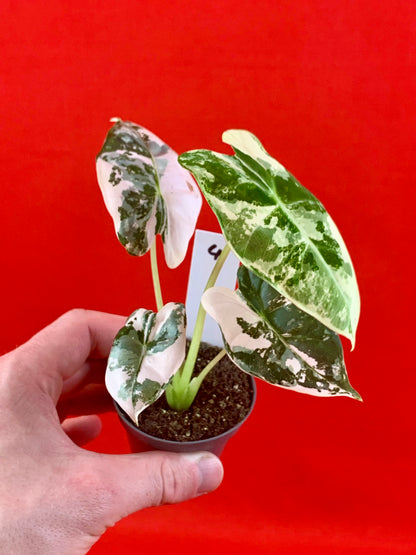 Alocasia micholitziana 'Frydek Variegata' (s) - LUplnts