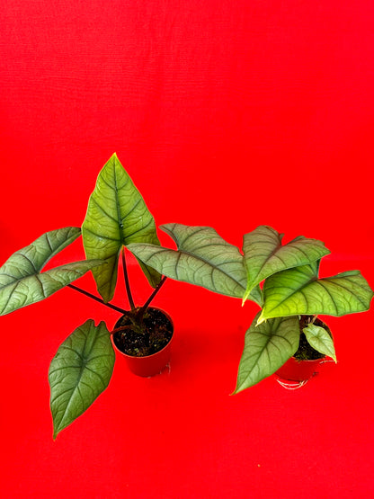 Alocasia Bisma Silver