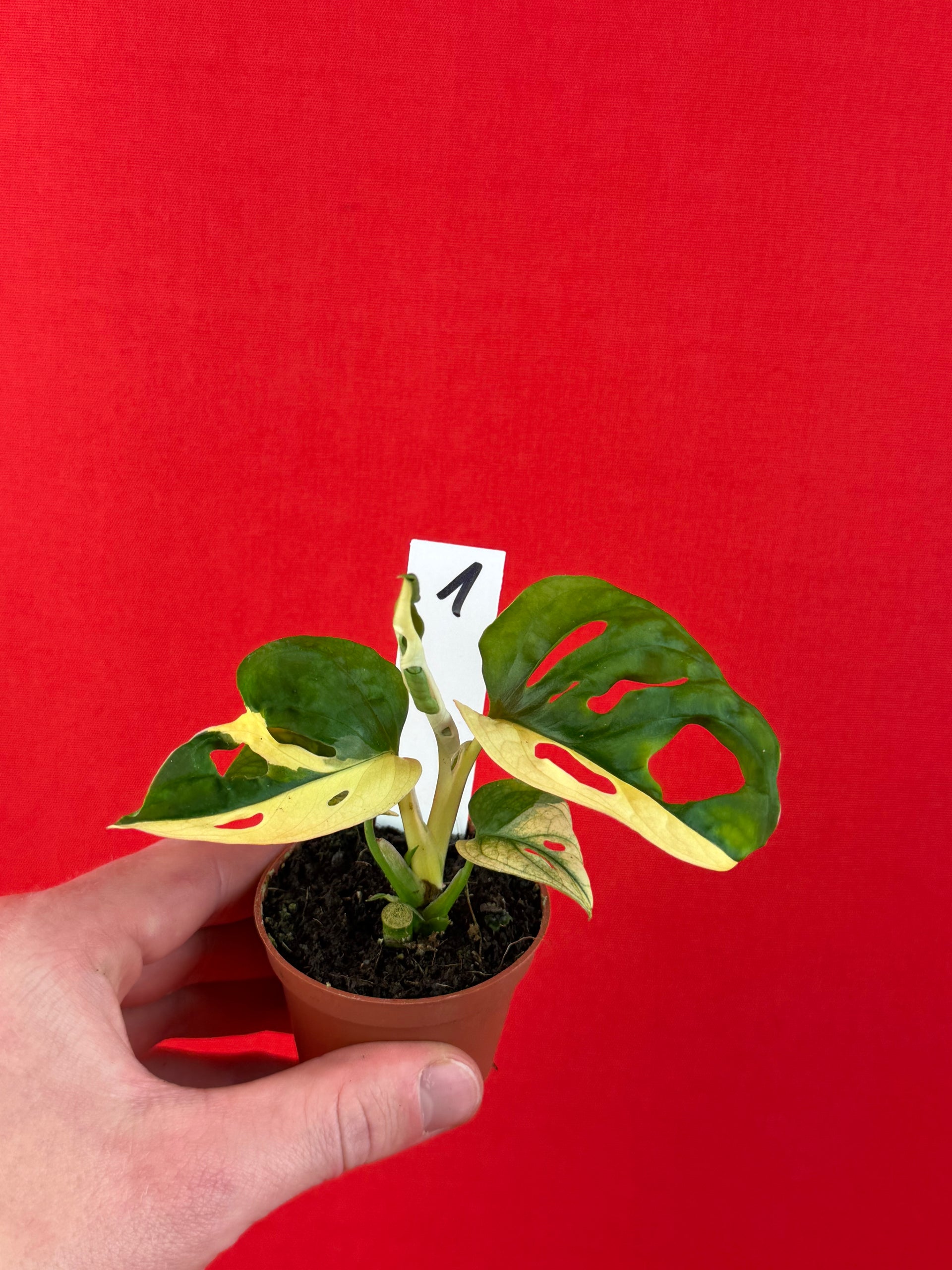 Monstera Adansonii Variegata (s)
