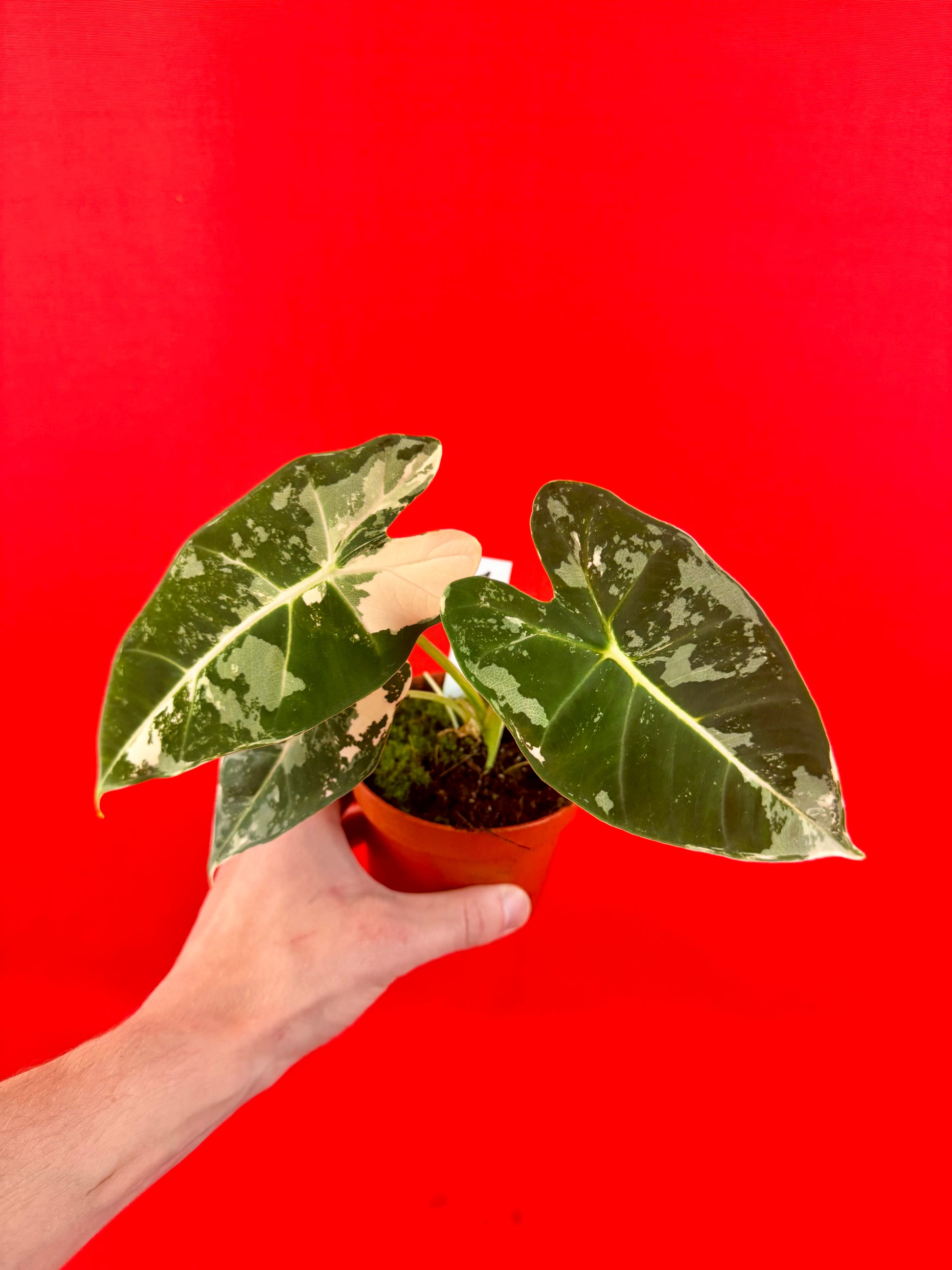 Alocasia micholitziana Frydek Variegata - LUplnts