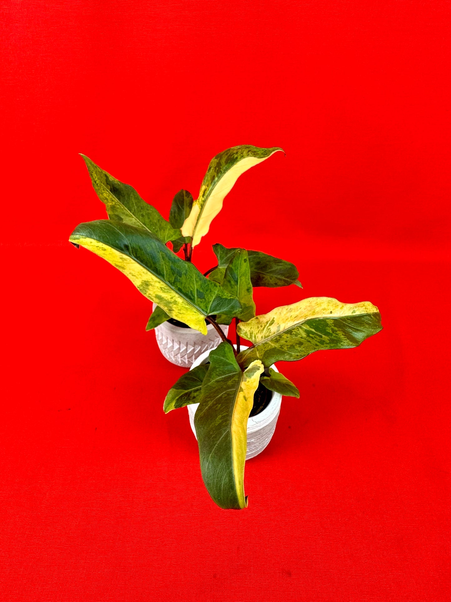 Alocasia lauterbachiana 'Variegata' (s)