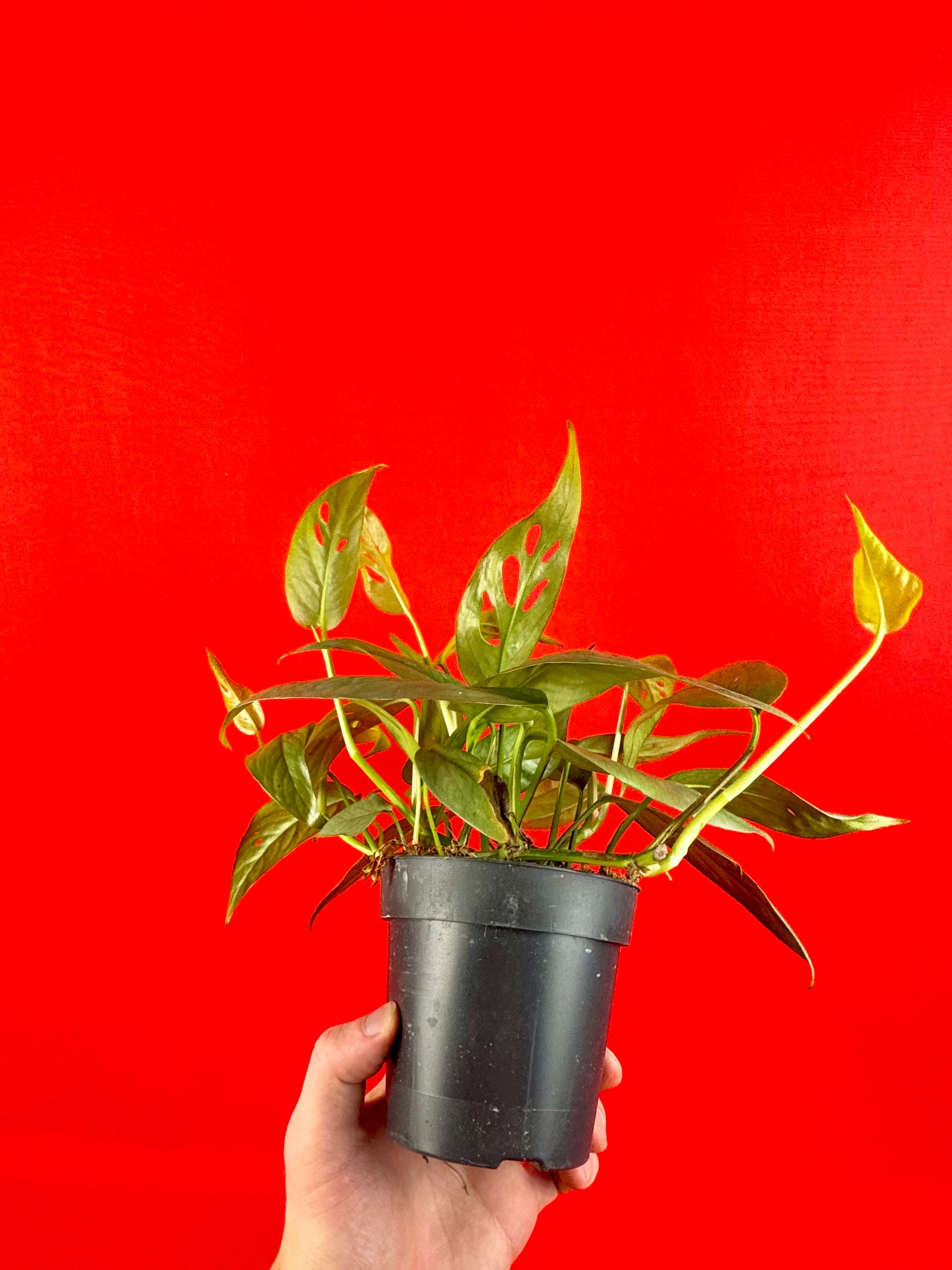 Epipremnum Pinnatum Cebu Blue - LUplnts