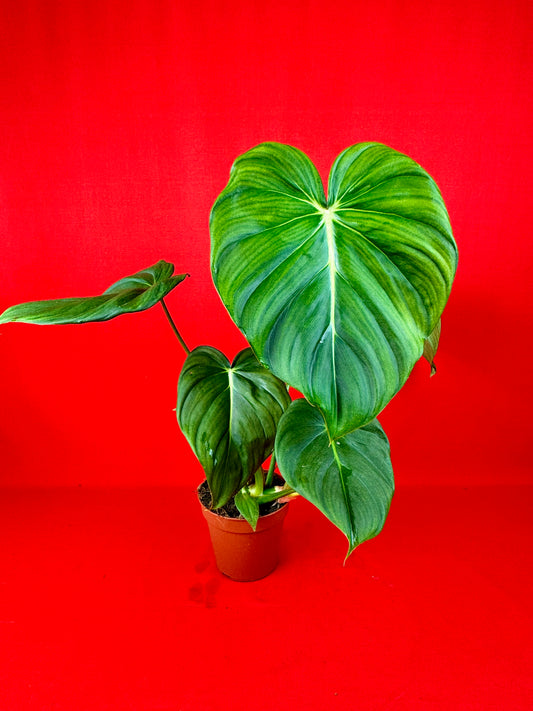 Philodendron Pastazanum