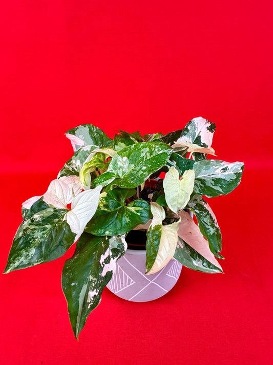 Syngonium podophyllum variegata