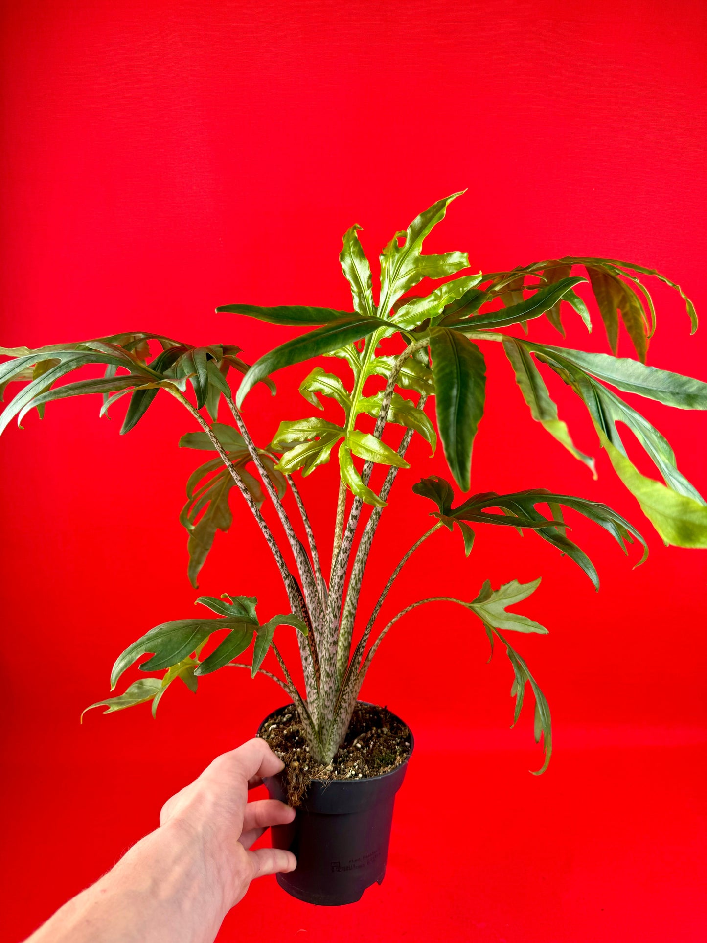 Alocasia brancifolia Pink Passion