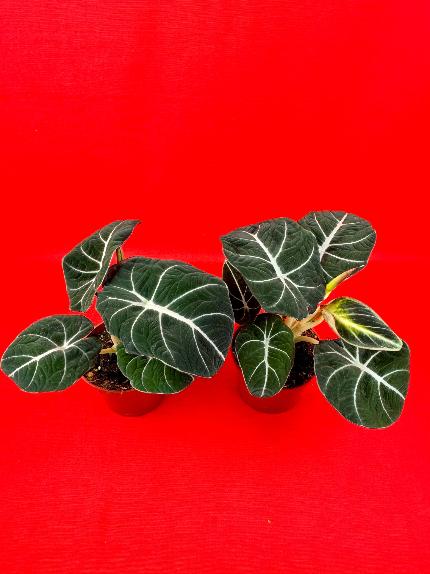 Alocasia Black Velvet