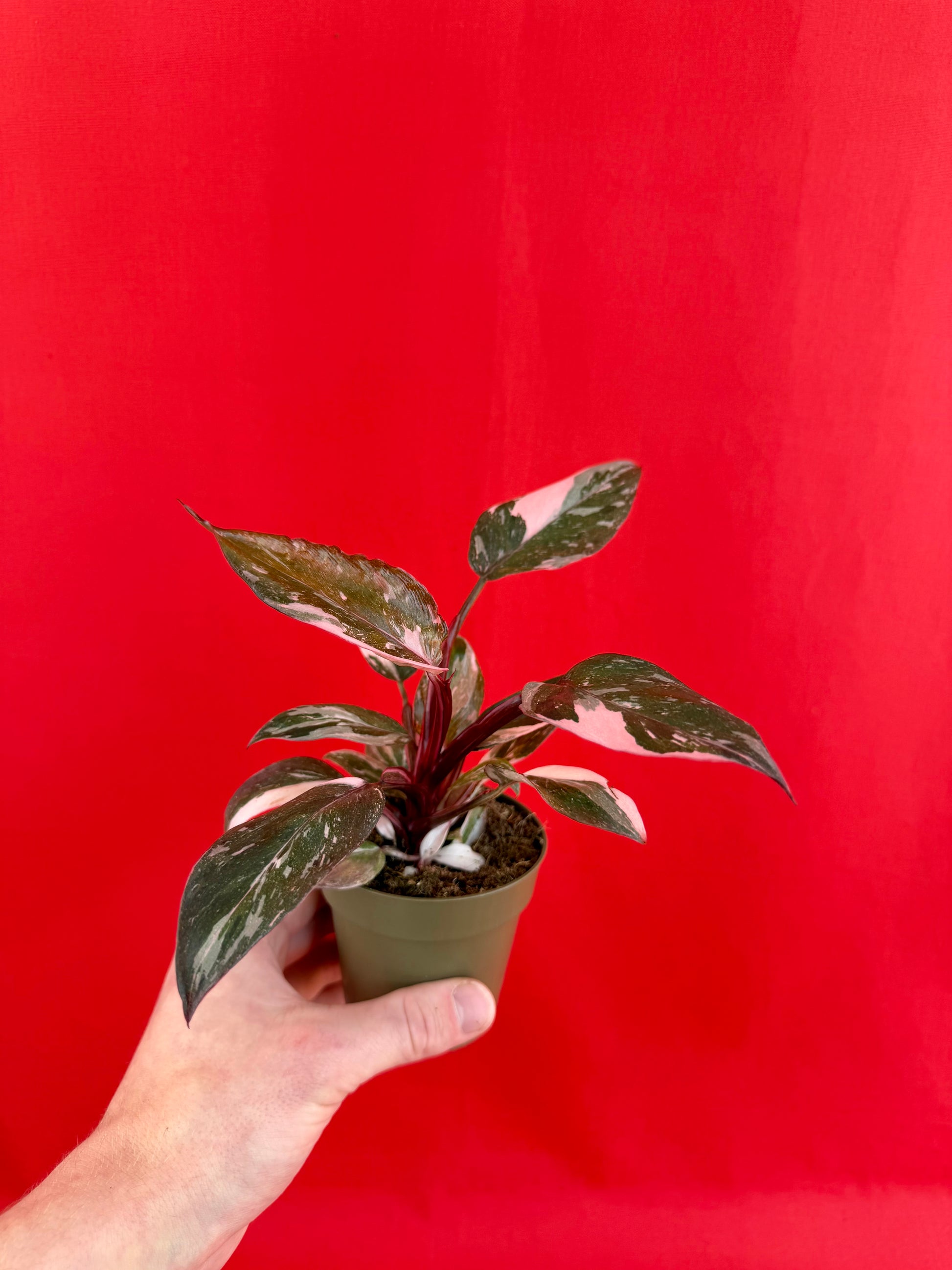 Philodendron Pink Princess Marble - LUplnts